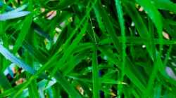 Asparagus falcatus / Sicheldorn-Spargel 