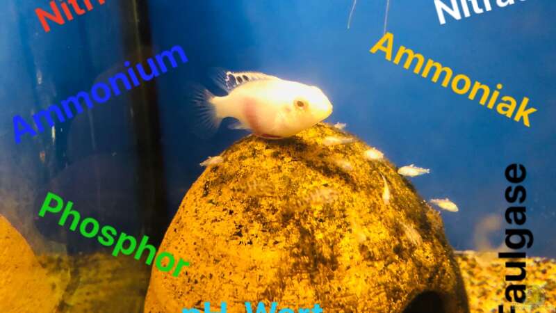 Wie erklärt man die wichtigsten chemischen Zusammenhänge in einem Aquarium leicht verständlich?