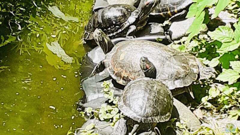 Teichhaltung von Nordamerikanischen Sumpfschildkröten in unseren Breitengraden (D-A-CH)