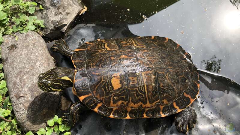 Zierschildkröten, Schmuckschildkröten - Beobachtungen in der Gruppe
