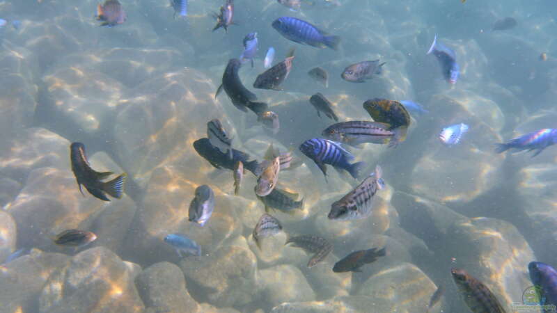 Aquarium Außer Konkurrenz - Der Malawisee