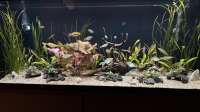 herkla hat das Aquarium Neuguinea geändert.