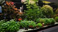 HOTU hat einen Kommentar zum Aquarium Juwel Rio 180 geschrieben.