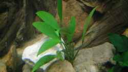  Pflanzen für das ostafrikanische Buntbarschaquarium Teil 2: Anubias barteri var. Angustifolia