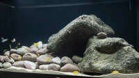 Tom gefällt das Einrichtungsbeispiel Mbuna Malawi.