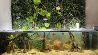 JonnyGranato hat das Aquarium Geophagus geändert.