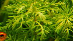 Exclusiv für EB von Aquascape-Guru- Pflanzentipp   Limnophila sessiliflora