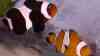 Amphiprion ocellaris