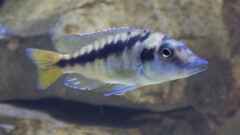 Mylochromis spec. Mchuse