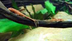 Leliella sp. "rot" Leliella sp. "rot"