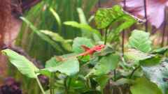 Leliella sp. "rot" Leliella sp. "rot"