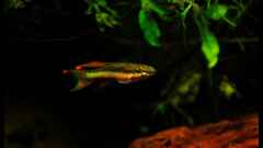 Aphyosemion bitaeniatum Aphyosemion bitaeniatum