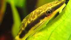 Otocinclus affinis Otocinclus affinis