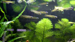 Danio choprai Danio choprai