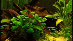 Puntius nigrofasciatus Puntius nigrofasciatus