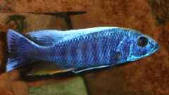 Sciaenochromis fryeri "Iceberg" Sciaenochromis fryeri "Iceberg"