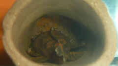 Ancistrus sp. LDA 16 Ancistrus sp. LDA 16