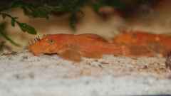 Ancistrus sp. LDA 16 Ancistrus sp. LDA 16