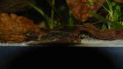 Ancistrus sp. LDA 16 Ancistrus sp. LDA 16