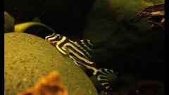 Hypancistrus zebra L 46 Hypancistrus zebra L 46
