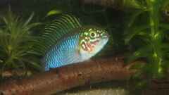 Apistogramma borelli Apistogramma borelli