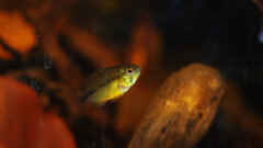 Apistogramma borelli Apistogramma borelli