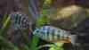 Placidochromis Johnstoni "solo"