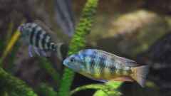 Placidochromis Johnstoni "solo" Placidochromis Johnstoni "solo"