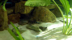 Hypancistrus contradens Hypancistrus contradens