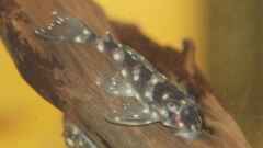 Hypancistrus contradens Hypancistrus contradens