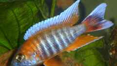 Aulonocara jacobfreibergi "Eureka" Aulonocara jacobfreibergi "Eureka"