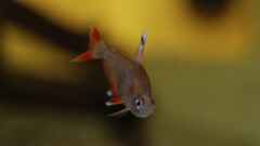 Hyphessobrycon bentosi bentosi Hyphessobrycon bentosi bentosi