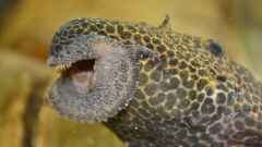 Pseudacanticus sp. "L 114" Pseudacanticus sp. "L 114"