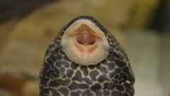 Pterygoplichthys gibbiceps Pterygoplichthys gibbiceps