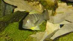 Tropheus brichardi "Ujiji" Tropheus brichardi "Ujiji"