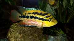 "Cichlasoma" salvini "Cichlasoma" salvini