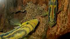 "Cichlasoma" salvini "Cichlasoma" salvini