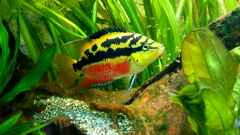 "Cichlasoma" salvini "Cichlasoma" salvini