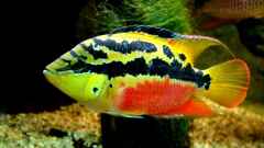 "Cichlasoma" salvini "Cichlasoma" salvini