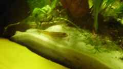 Rhinogobius duospilus Rhinogobius duospilus