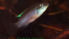 Enigmatochromis lucanusi Enigmatochromis lucanusi