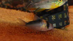 Corydoras adolfi Corydoras adolfi