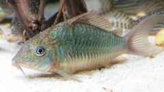 Brochis splendens Brochis splendens