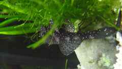Ancistrus sp. L 183 Ancistrus sp. L 183