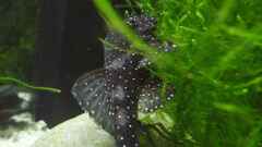 Ancistrus sp. L 183 Ancistrus sp. L 183