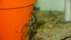 Ancistrus sp. Ancistrus sp.