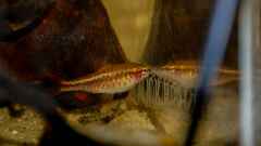 Barbus titteya Barbus titteya