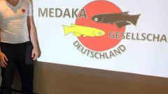 Interview mit Günther Lange, Medaka Gesellschaft Deutschland