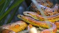 Der Artikel Nattern: Das sind die beliebten Terrarien-Schlangen ist neu oder wurde geändert.