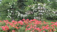 Der Artikel Queen Mary´s Rose Gardens in London - Das berühmte Rosengarten-Paradies im Herzen des Regent’s Park ist neu oder wurde geändert.